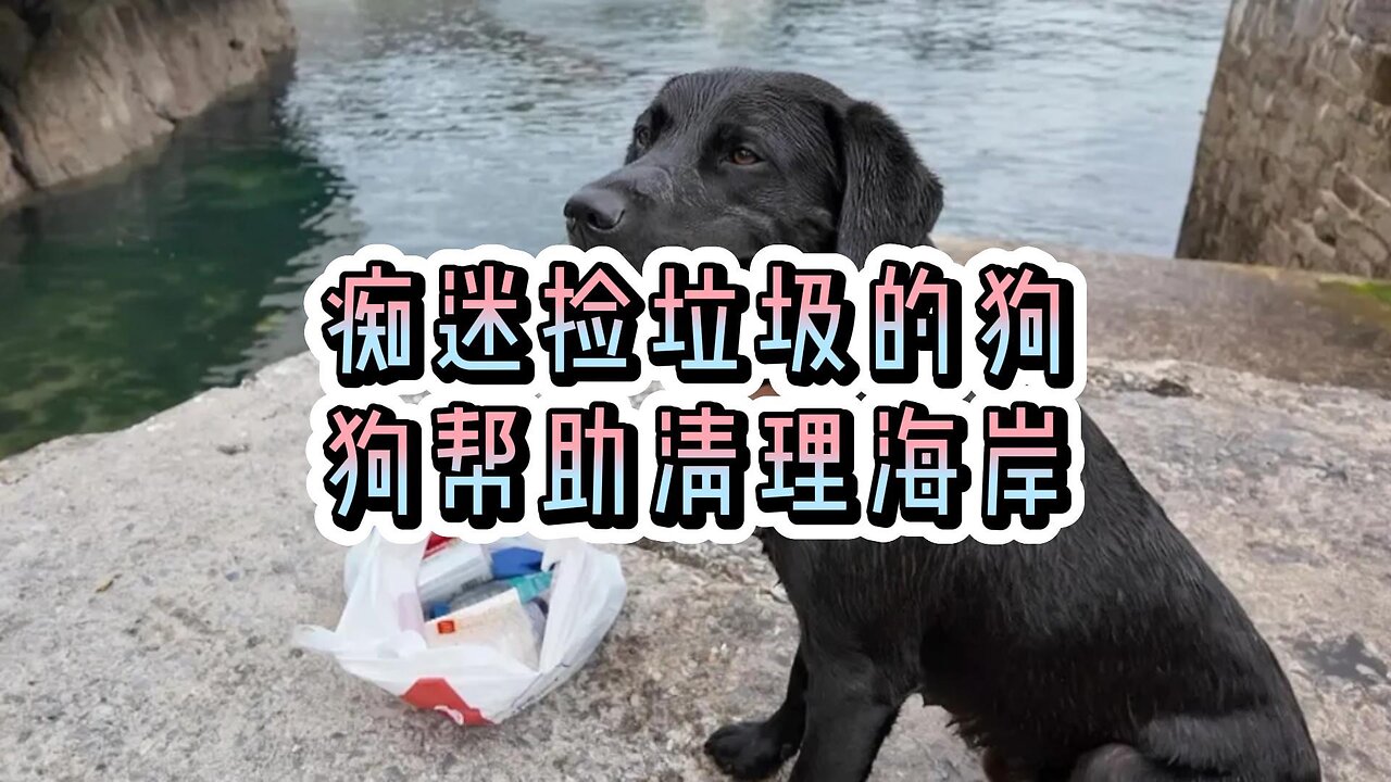 痴迷捡垃圾的狗狗帮助清理海岸