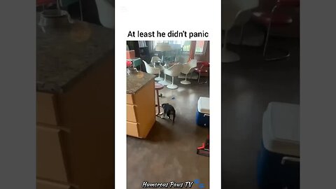 This Dog Has Better Comedy Timing Than Me!
