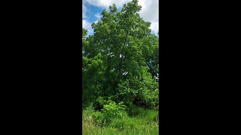 walnut tree