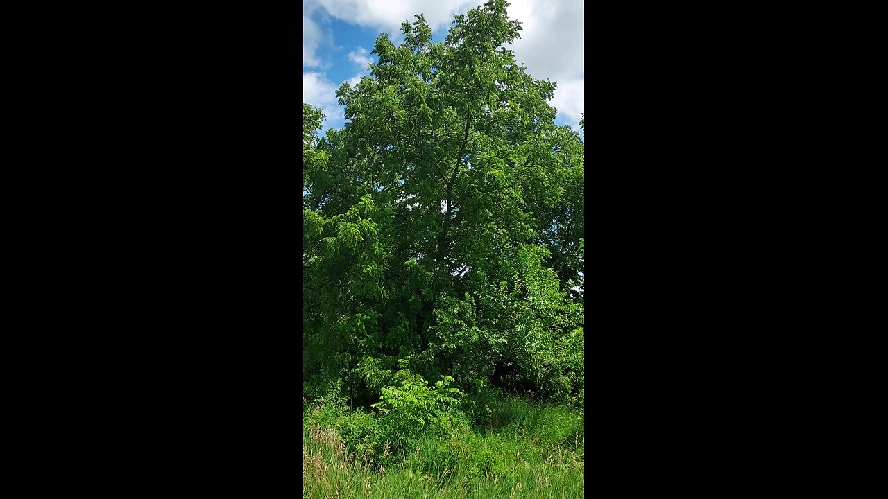 walnut tree