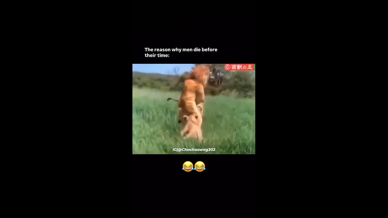 Funny Lion 😂😂😂