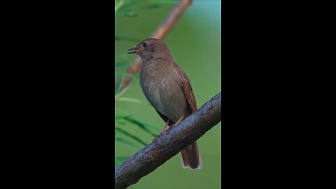 nature sound #HealingWithNature #NatureMeditation #BalanceWithEarth #EcoMindset #NatureMantra