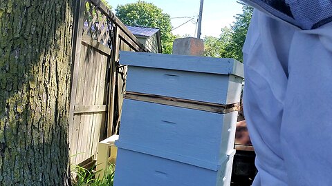 🐝SHUNGITE TOWER HIVE INSPECTION 🐝👍