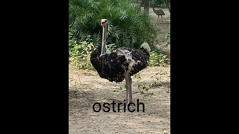 the big birds ostrich
