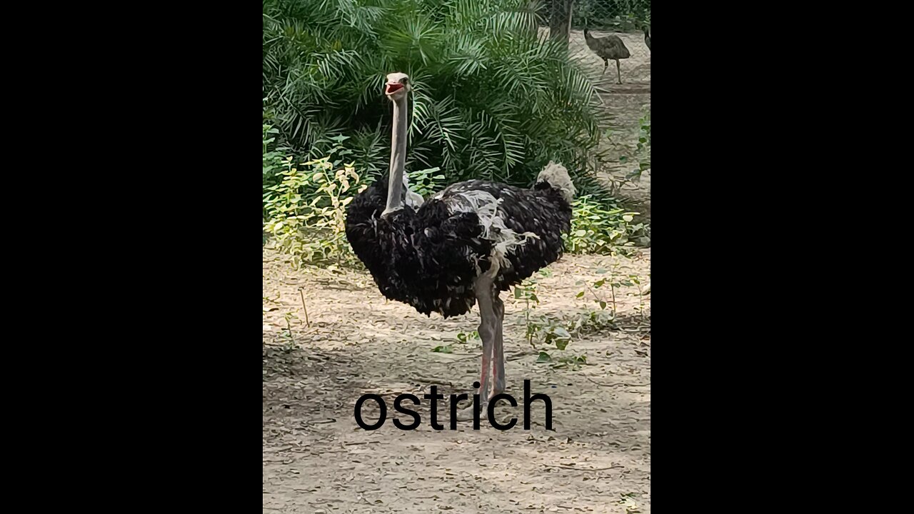 the big birds ostrich