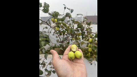 Monkey ate jujube from my Terrace Garden