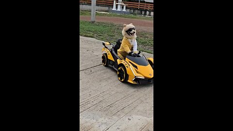 A terrible car accident 🐕😭