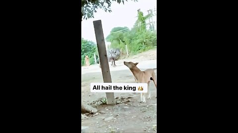 Bull, Calf & Buffalo – A Village Life Moment