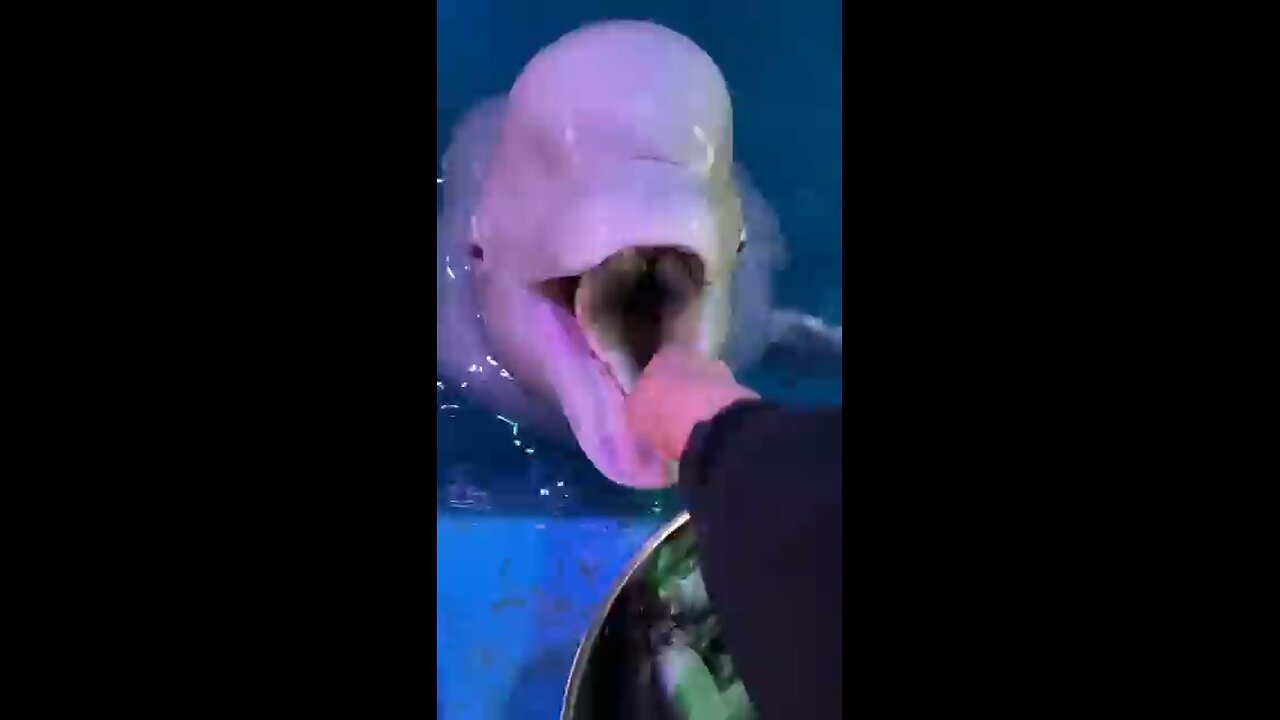dolphin