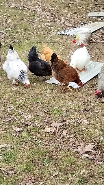 Chickens having carrot cake