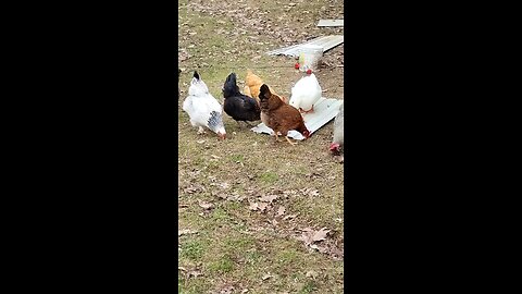 Chickens having carrot cake