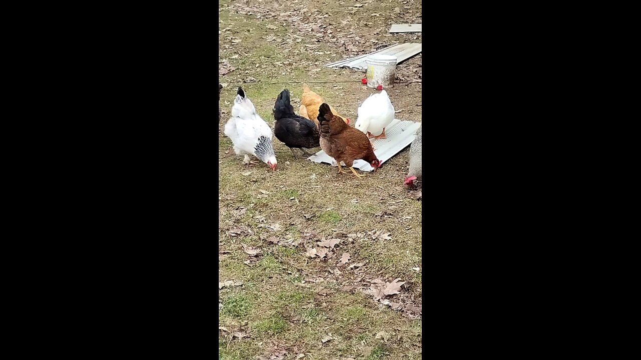Chickens having carrot cake