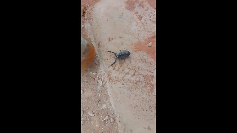 danger scurpion