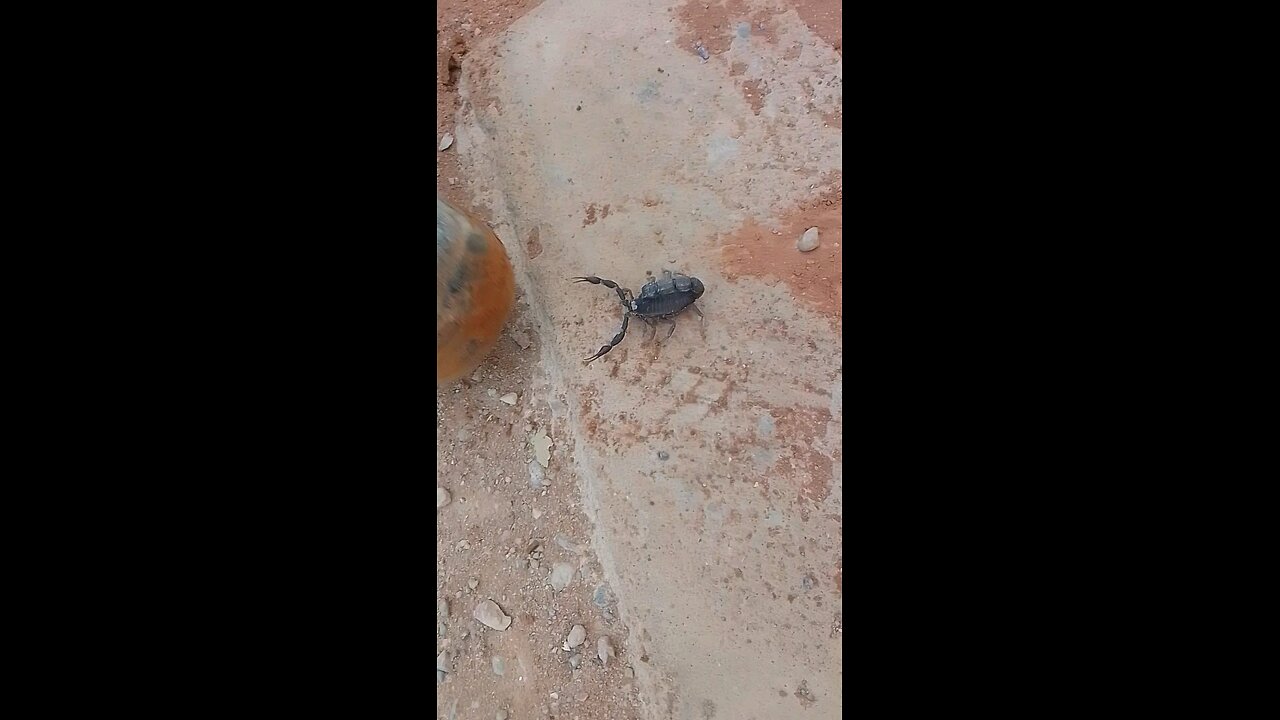 danger scurpion