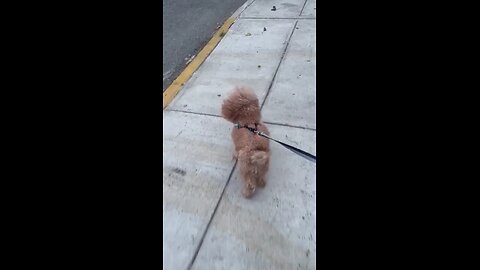 walk