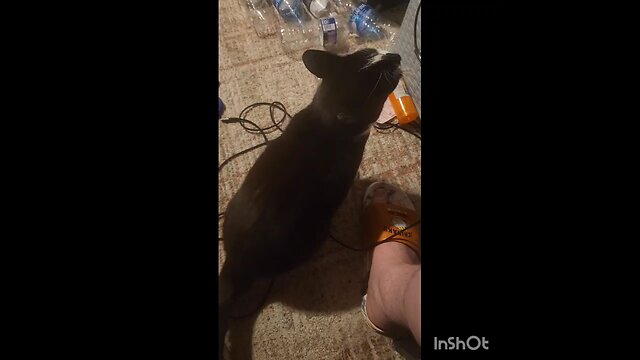 an9ther slop vlog #blackpill