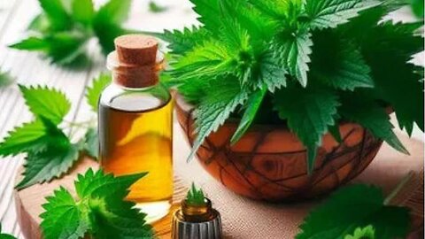 "Benefits of Stinging Nettle: Leaf and Root Harvesting"