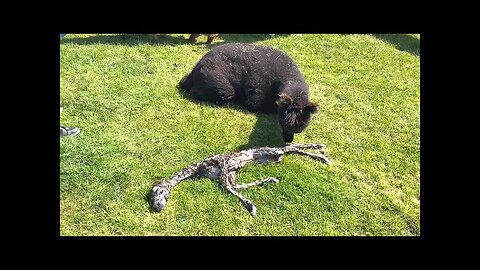 Alpaca Gives Birth to Strange Baby