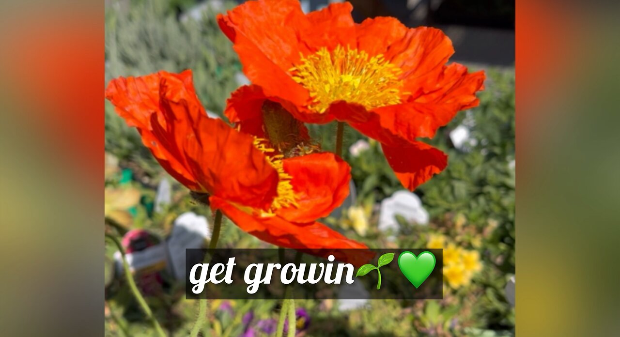🌱who else wants to grow it all?!??!💚😻