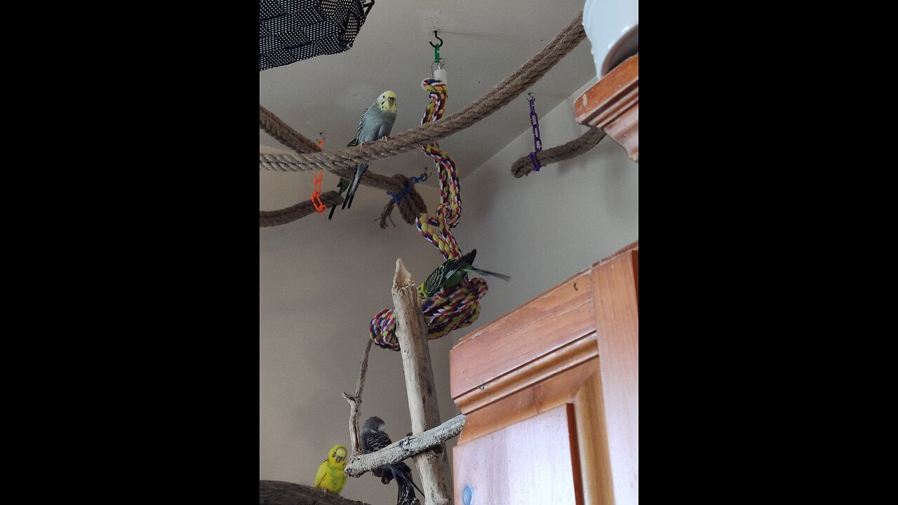 9 Parakeets Calling