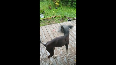 Chinese crested