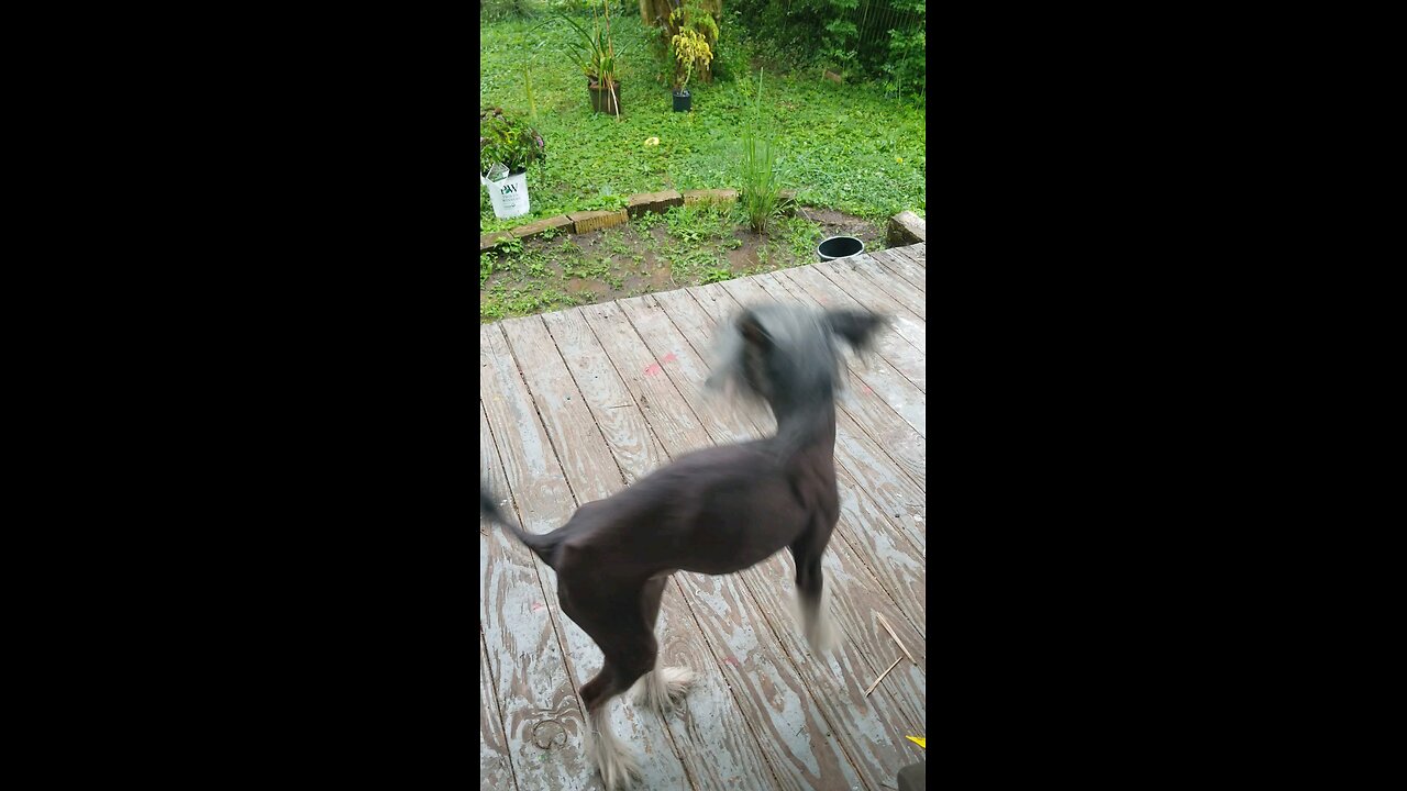 Chinese crested