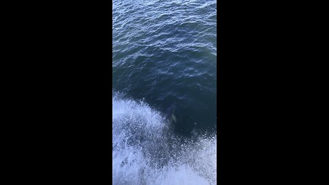 Dolphin plays in front of boat