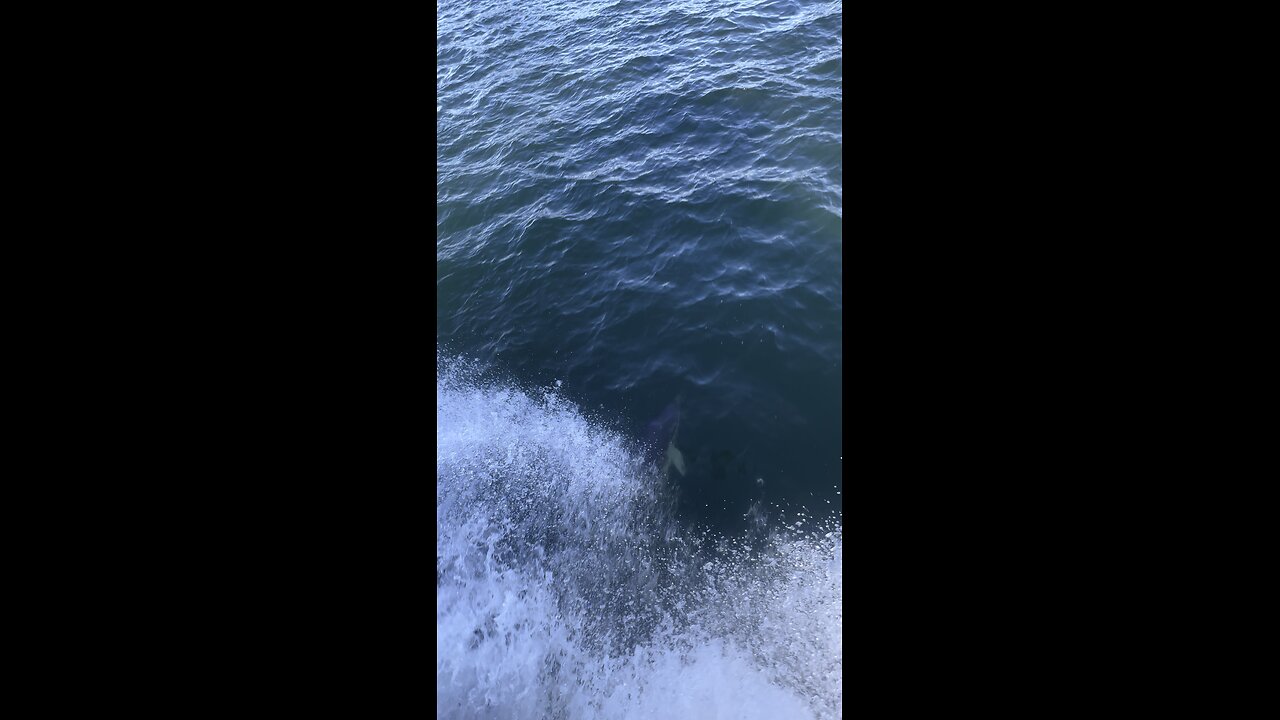 Dolphin plays in front of boat