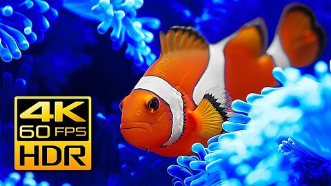 Soothing Clownfish Aquarium in 4K HDR 60fps & Relaxing Music