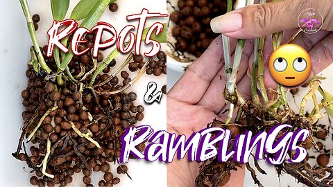 What is Phyllosticta Fungus? Symptoms Progression (Timestamp👇🏼) Life Update #ninjaorchids