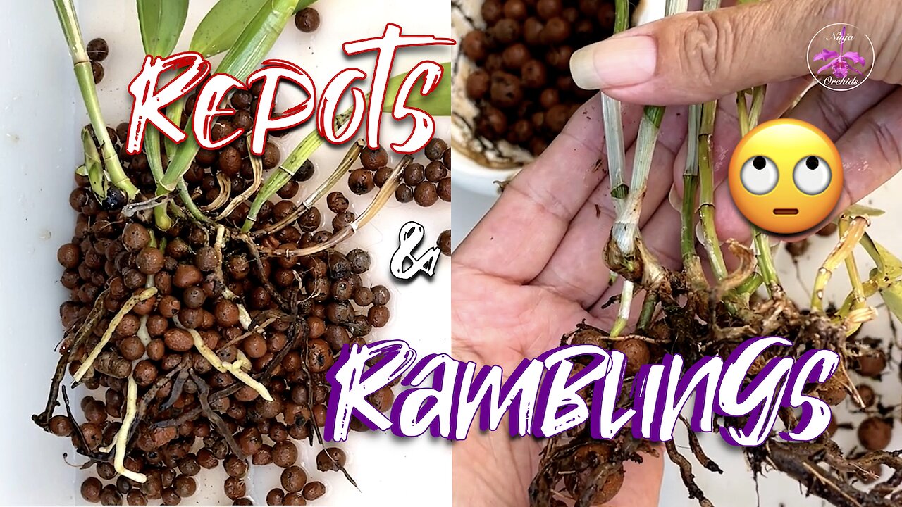 What is Phyllosticta Fungus? Symptoms Progression (Timestamp👇🏼) Life Update #ninjaorchids