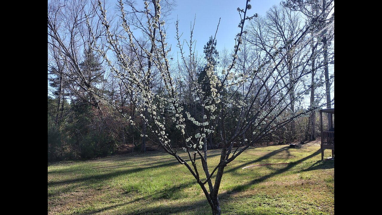 Pollinators working overtime 3/3/25