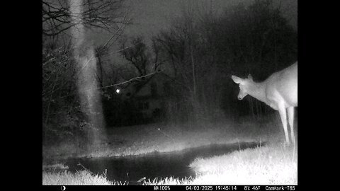 Deer Cam 04-03-2025 Deer In Flooding Rains