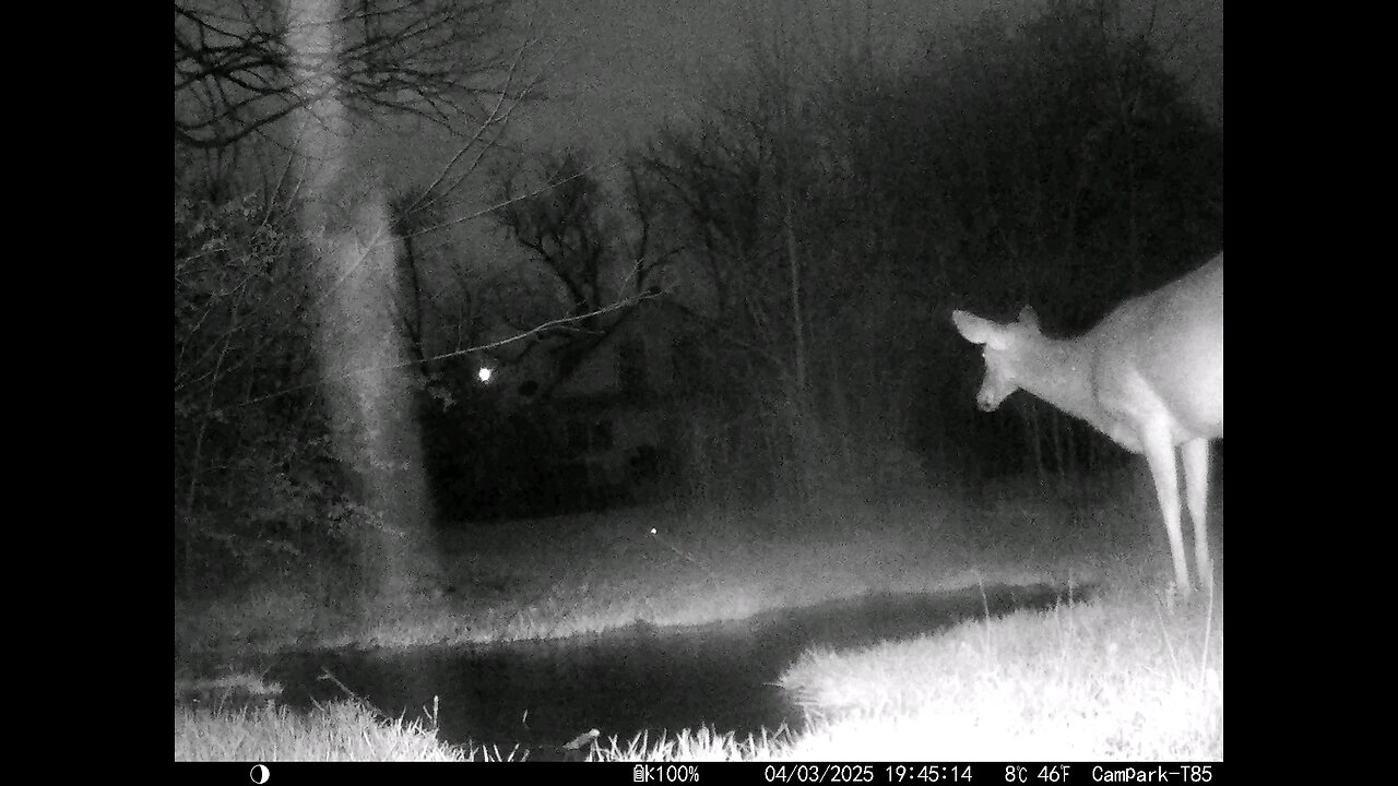 Deer Cam 04-03-2025 Deer In Flooding Rains