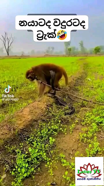 Is the snake or the monkey crazy? නයාටද වදුරටද පිස්සු?