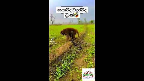 Is the snake or the monkey crazy? නයාටද වදුරටද පිස්සු?