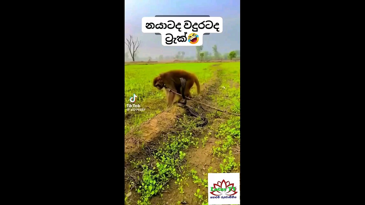 Is the snake or the monkey crazy? නයාටද වදුරටද පිස්සු?