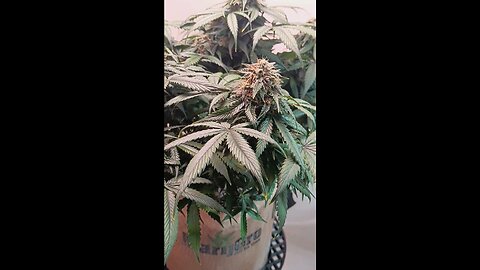 Mimsoa Cake auto week 11 day 5