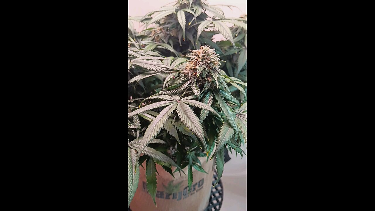 Mimsoa Cake auto week 11 day 5