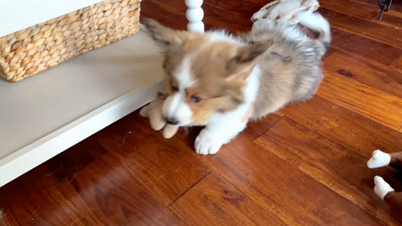 Dog🐕