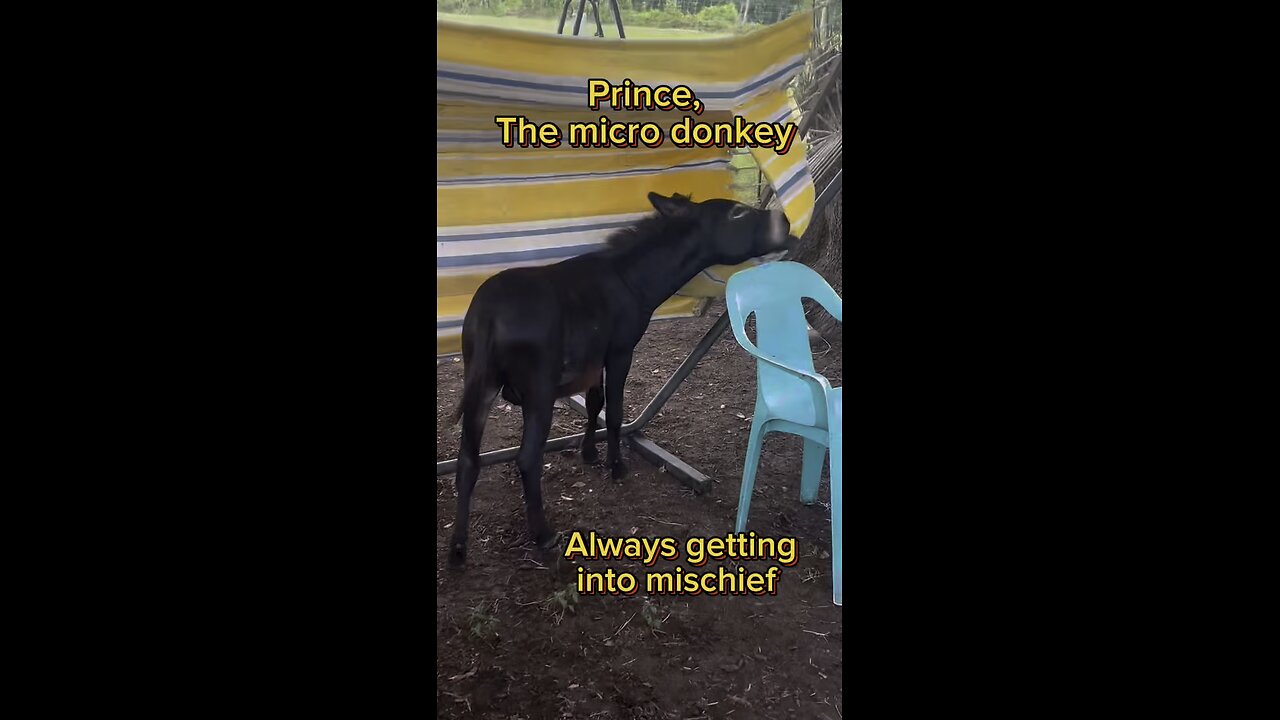 Prince, the micro donkey causing some havic until Dragon, the mini donkey corrects him.