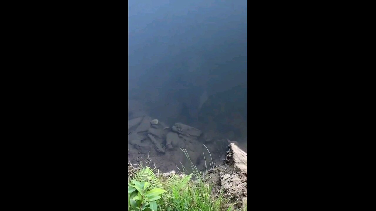 do you see what I see?