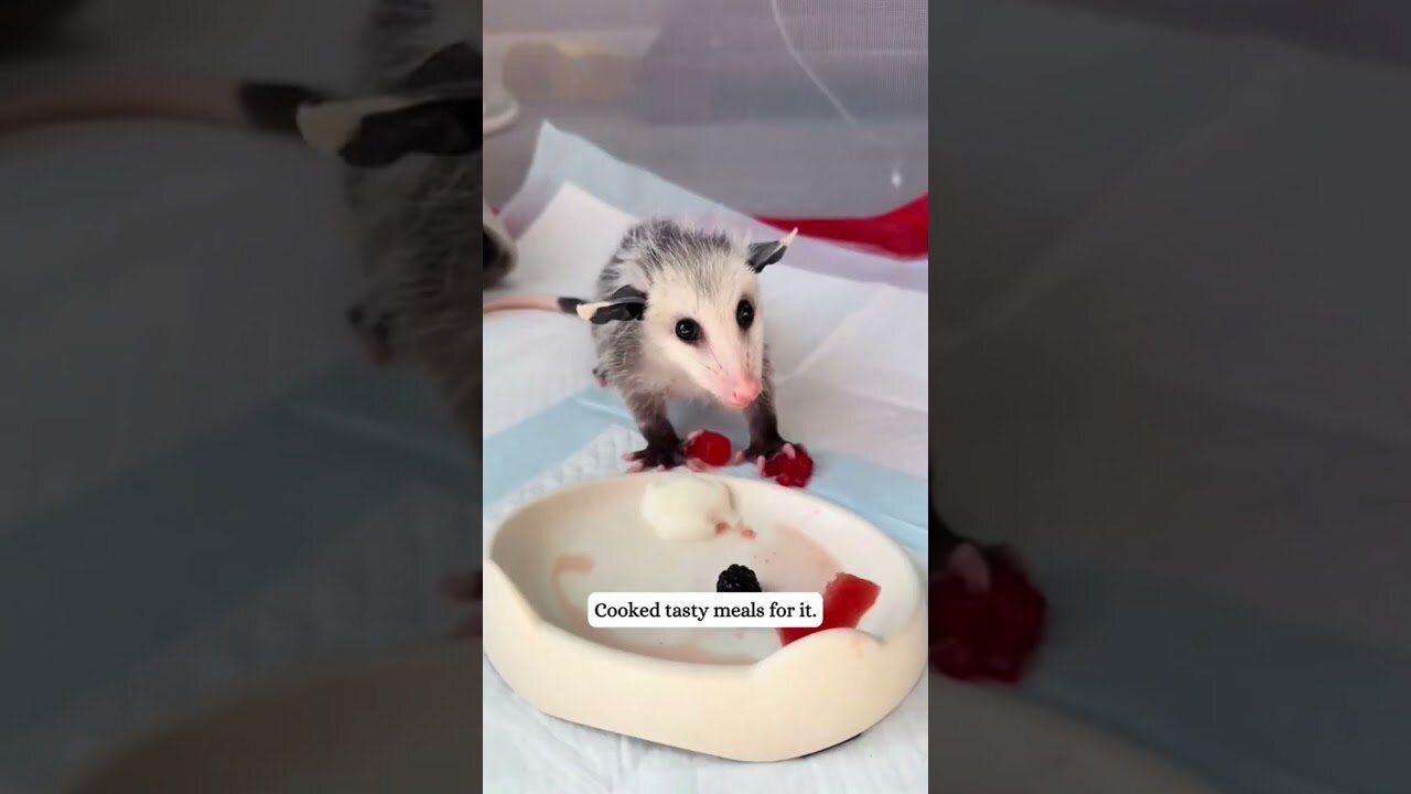 The girl saved a little possum right out of the pool