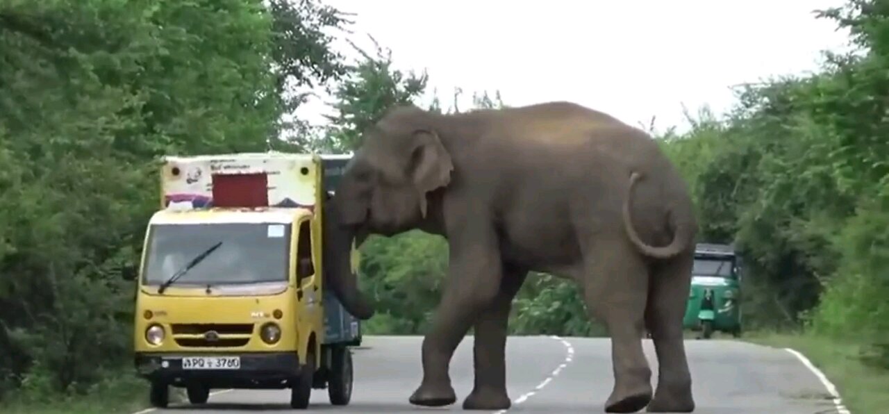 Elephant attacks truck on forest road.