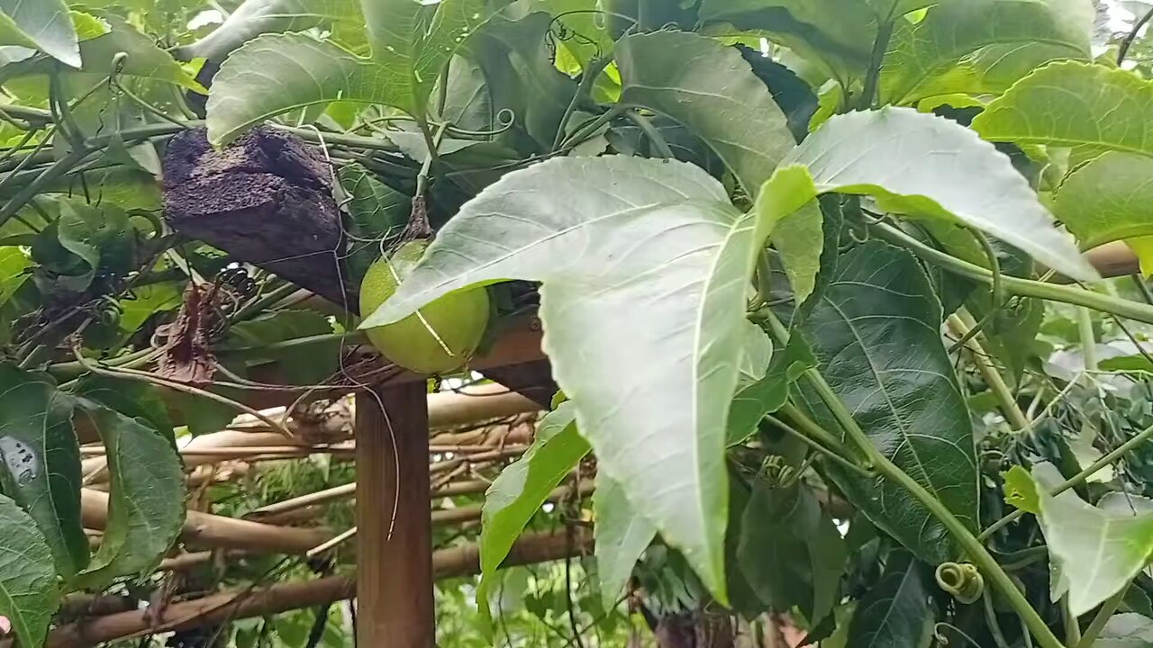 Natural Sedative Herb/ Passion Fruit Leaf Tea/ For Insomia