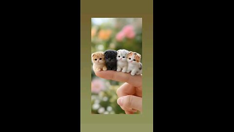 कयुट केट