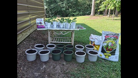 How To Get Free Strawberry Plants 5/25/25