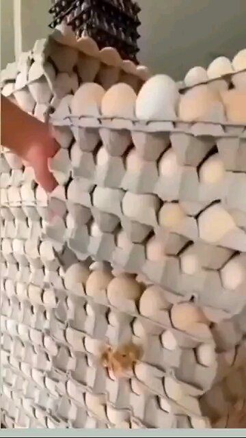 cute chicken pet, happy ending!