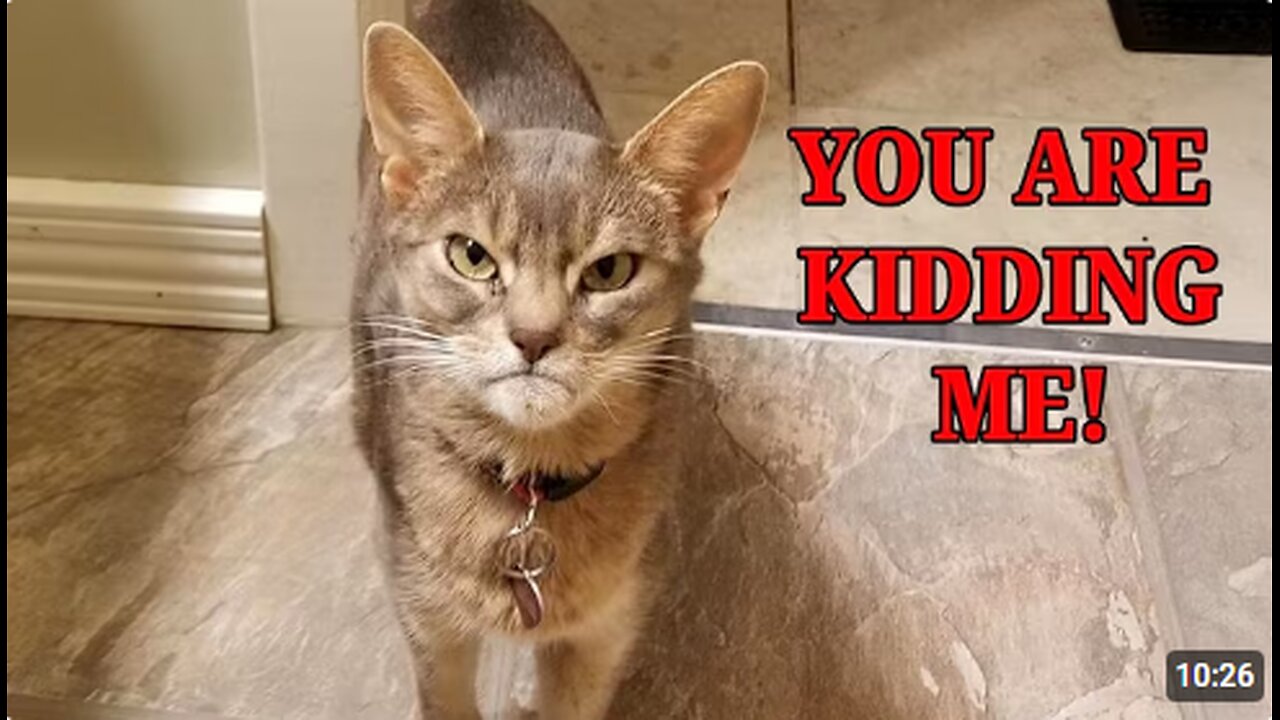 Cats Understand Everything You Say 😄😸 Funny Cat and Human Moments