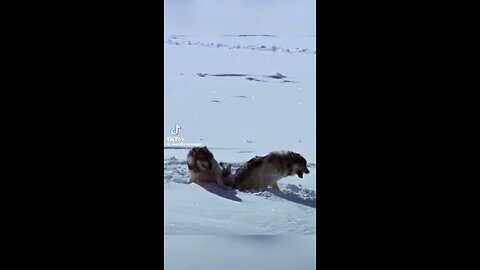 Funny video